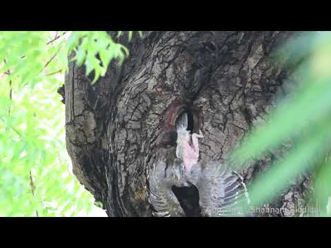 Hornbill chicks leaving nest 