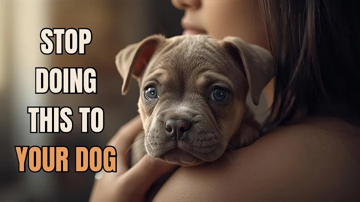 10 Everyday Mistakes That Hurt Your Dog’s Feelings (Dog Owners Must Watch!)