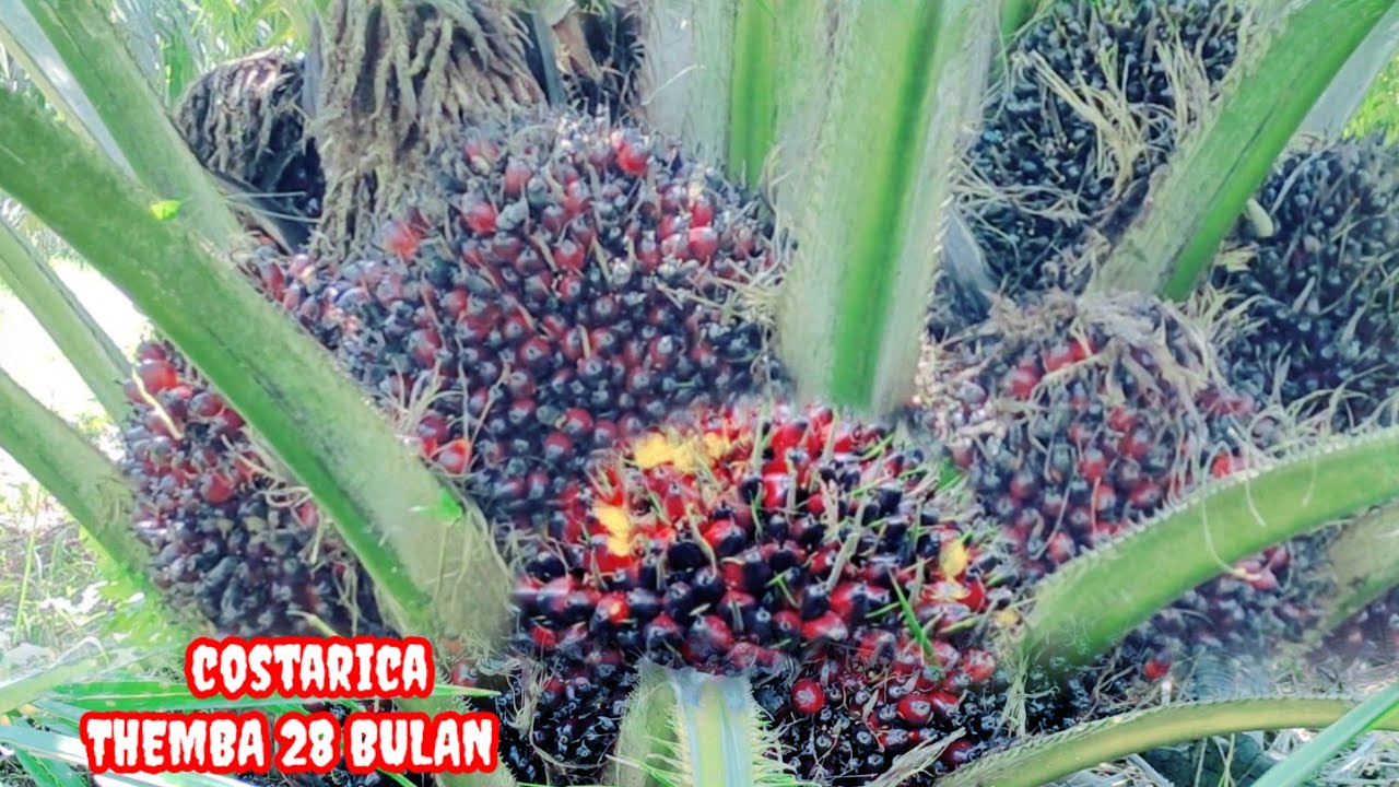 Сбор масличной пальмы, плоды уже крупные, Костарика Темба