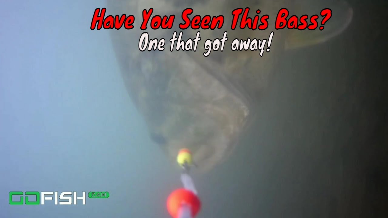 One That Got Away | Micro Fly Rod and GoFish Cam