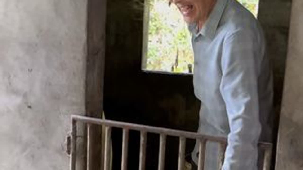 下雨天碰着村里大叔喂猪，没去扯猪草，食槽里倒的全是包谷糁，一点杂七杂八的都没有。农村养猪就靠这份实在，粮食喂大的猪，肉能不香吗？这亲眼见着的真材实料，看着就馋人！#三农#我的乡村生活 #粮食土猪...