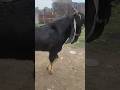 funny goat #funny_goat #goat #short #viral #shortvideo #animals #goat_baby #qurbani