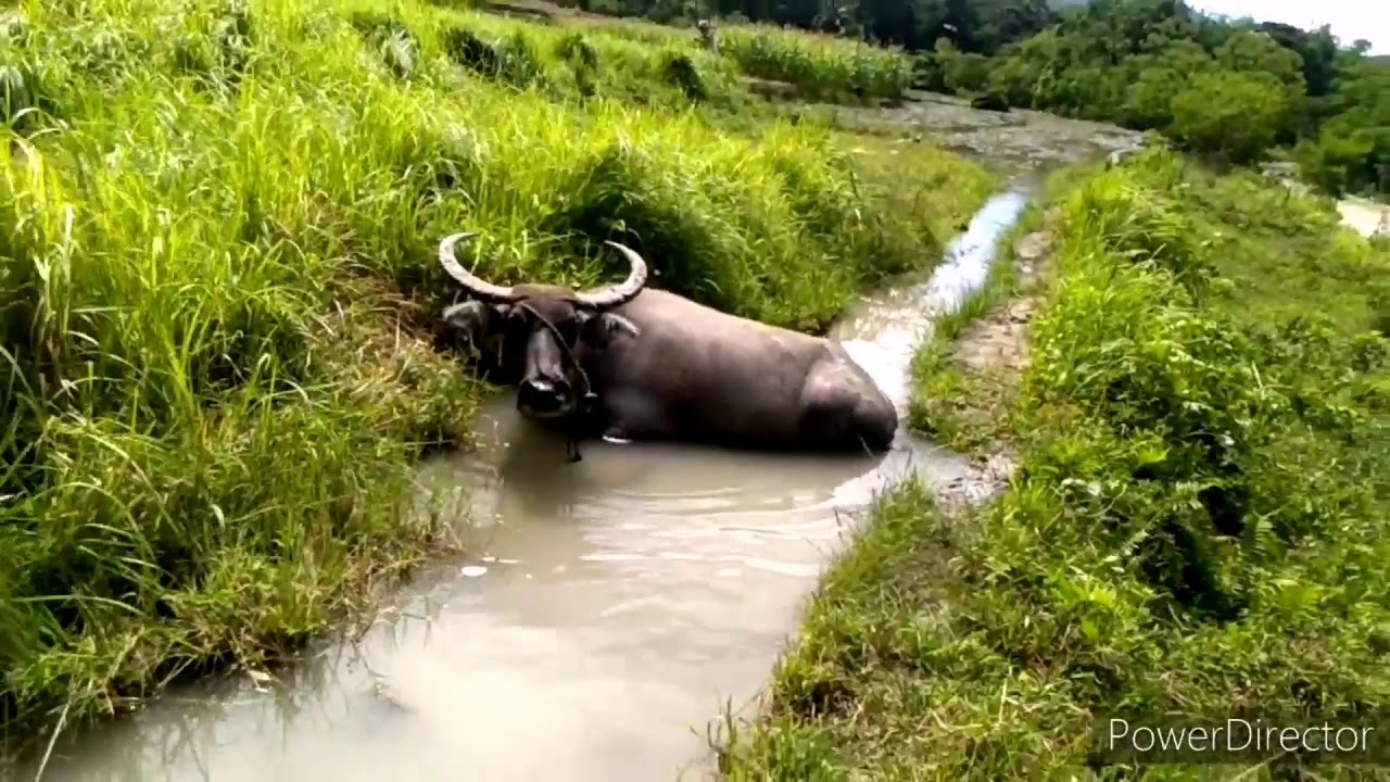 Buhay probinsya. Part 1 sa bukid - YouTube