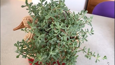 Cách cứu cây bị úng vì tưới nhiều nước quá - Nga USA