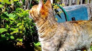 Proglótide Dipylidium caninum en gata