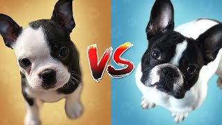 Top Dog : French Bulldog VS Boston Terrier by Dog Lore 19,283 views 3 years ago 8 minutes, 5 seconds