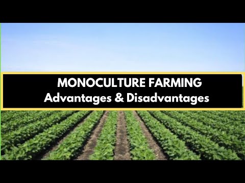 Видео: Monoculture Crops - Monocropping-ийн үр нөлөөг мэдэж аваарай