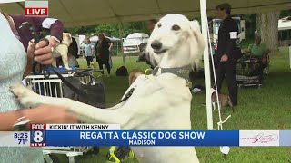 Regatta Classic Dog Show attracts top dogs from across USA