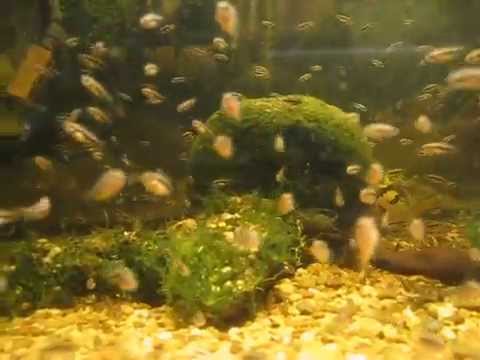 gallone Parachromis Dovii fry update day 25 since free swim