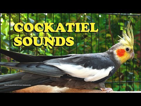 Cockatiel Sounds - Gray Cockatiel - Chirping Sounds