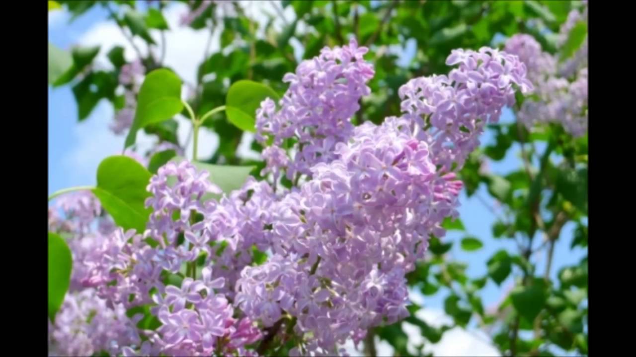 アレンジとは リラ咲く町を（オリジナル曲、Sinsy編）