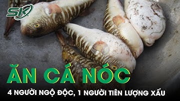 4 người trong một gia đình ngộ độc vì ăn cá nóc, 1 người tiên lượng xấu | SKĐS