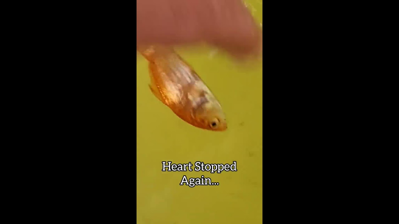 Fish CPR They Aren T Actually DEAD Shorts