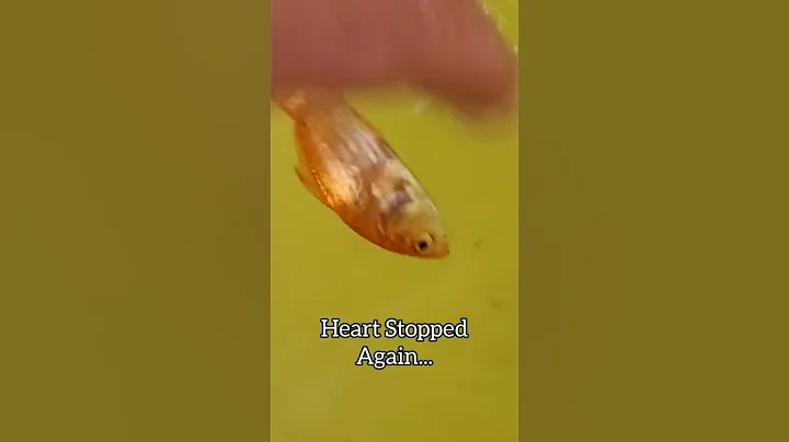 Fish CPR! They aren't Actually DEAD!! 😱 #shorts
