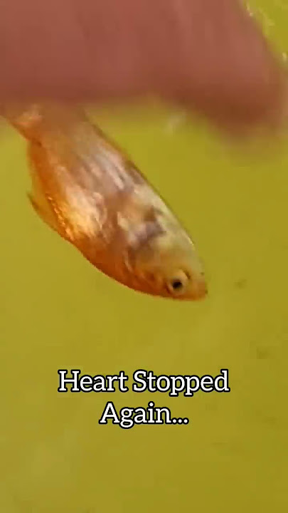 Fish CPR! They aren't Actually DEAD!! 😱 #shorts