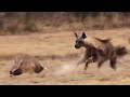 Aardvark anteater tries to outrun hyena in an epic chase