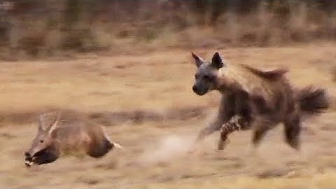 Aardvark (Anteater) Tries to Outrun Hyena in an Epic Chase!