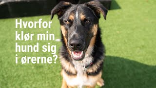 Vær modløs Dynamics Frontier Typiske årsager til at din hund klør sig i ørerne - Dyreværnet