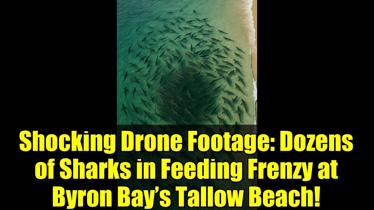 Шокирующие кадры с дрона: десятки акул устроили настоящую охоту на пляже Таллоу в Байрон-Бей!