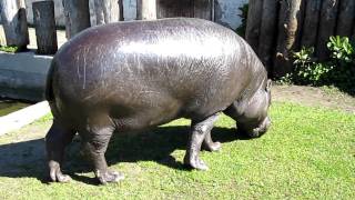 Tallinna Zoo 150610 Pygmyhippo 2