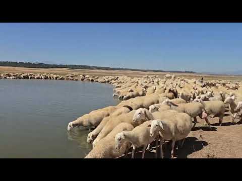 غادي نوجد الغنم باش نحسبها تطلع للجبل شحال راني سارح من راس غنم