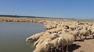 غادي نوجد الغنم باش نحسبها تطلع للجبل شحال راني سارح من راس غنم