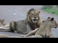 Amazing Lions On The Road