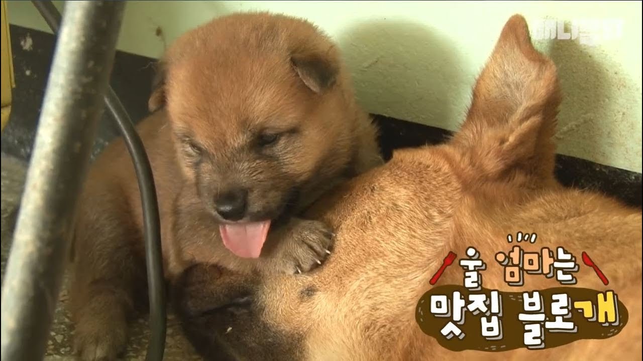 개밥바라기별 줄거리 A dog which loves going to restaurants
