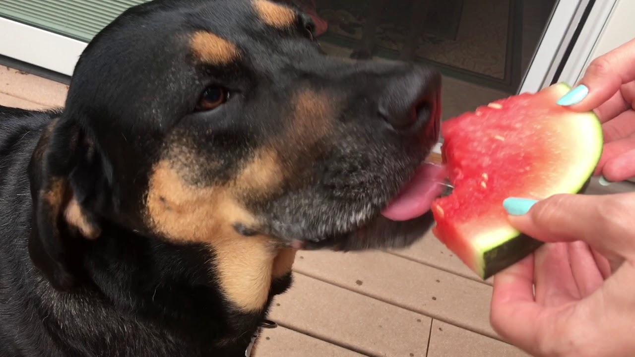 2300cc vw engine Dog Eats Watermelon Better Than You