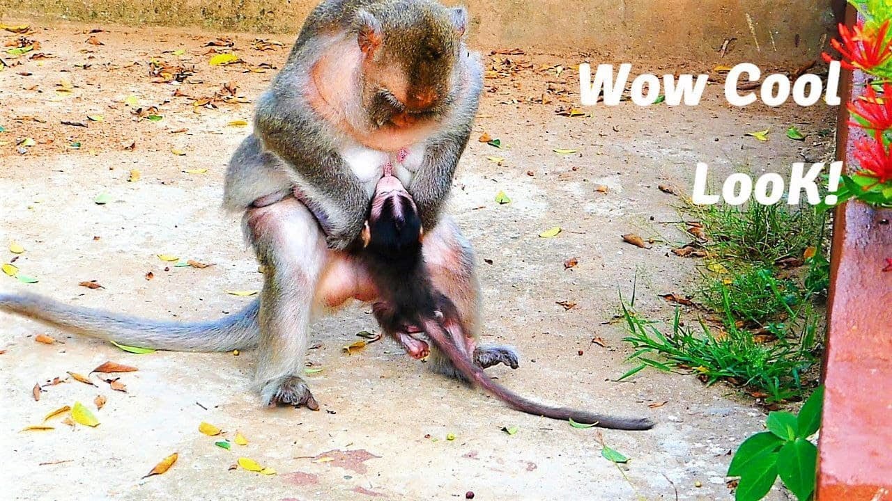 Oh Cool See!, Mother Monkey Barry Performs Awesome Style With Cutie Baby Bean, Barry Warns Bean