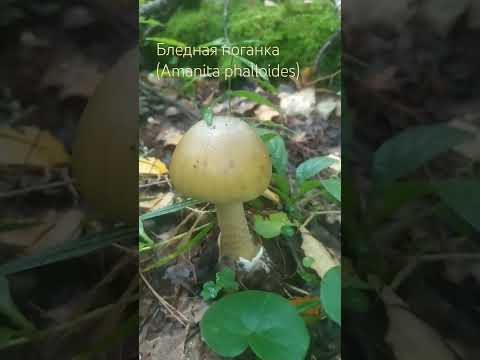 # Amanita phalloides Бледная поганка 🍄