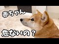 【お腹の赤ちゃん衝撃の事実!】妊娠57日目 豆柴さにらむ #40