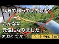 １日で3本の黒松を剪定する方法【１０月】クロマツ