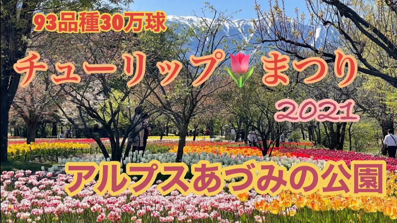 高画質 30万球のチューリップ 国営アルプスあづみの公園 Youtube