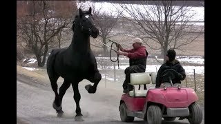 News Of The Wild Series 2 Moose the Horse