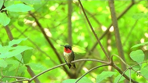 Ruby-throated Hummingbird