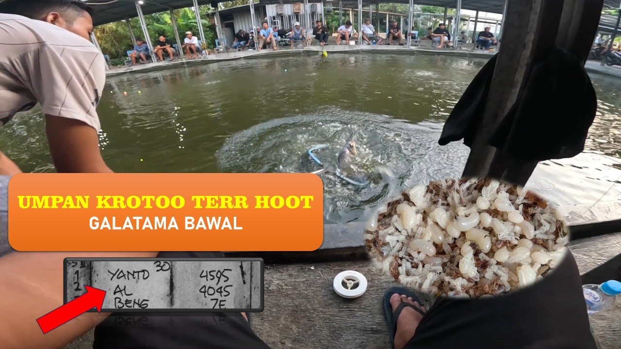 Galatama Bawal Umpan Kroto
