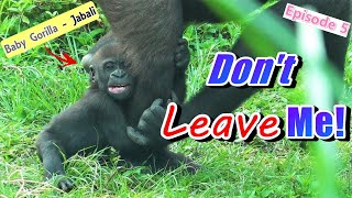 Don't Leave Me! Baby Gorilla Jabali Has Something to Tell His Mom!
