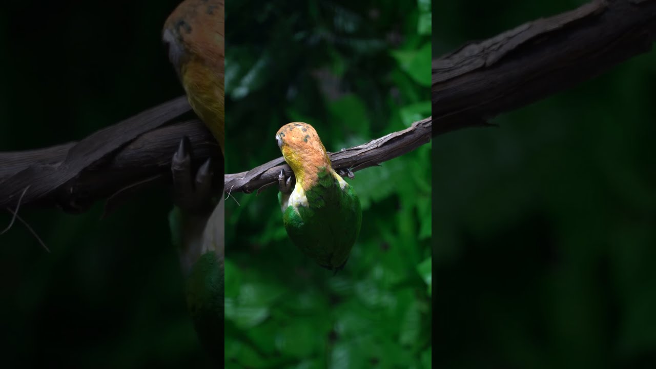 Green-thighed parrot (Pionites leucogaster leucogaster)