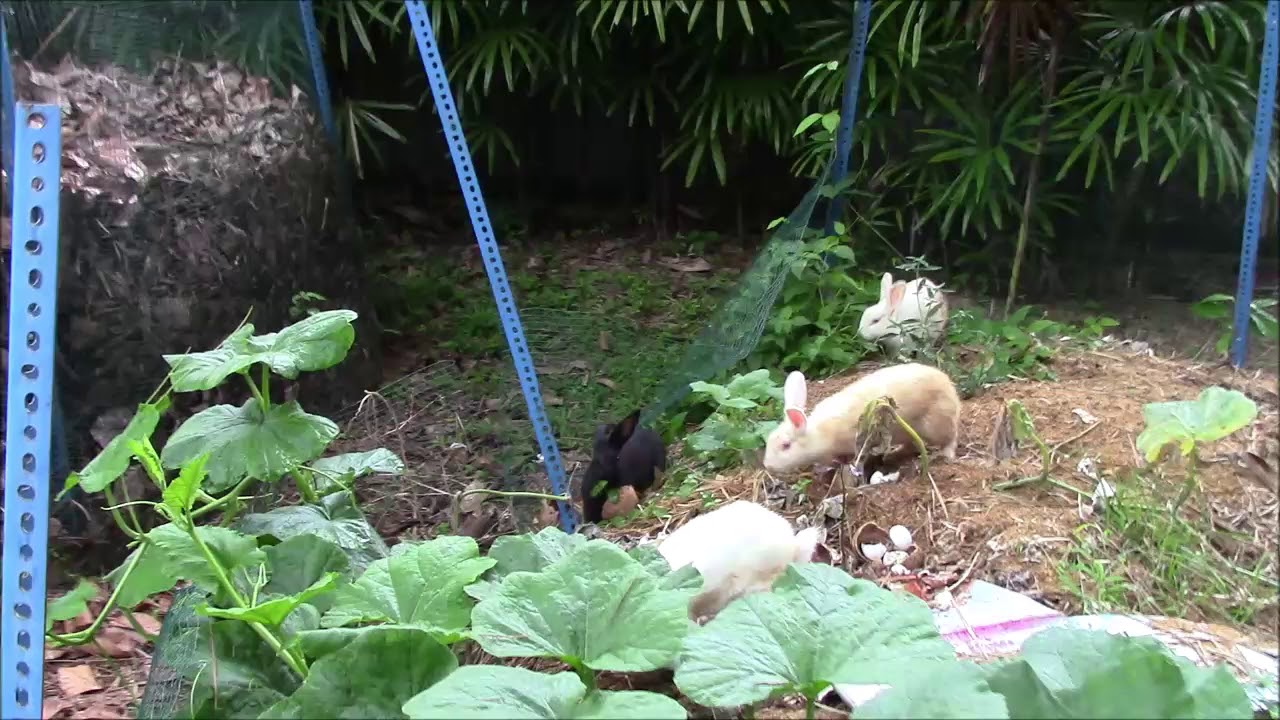 Rabbits snacking in the worm bed YouTube