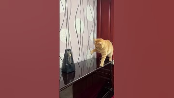Cat & Metronome | 小猫与节拍器