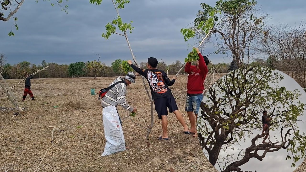 มาขื้นเอาผักอี่ฮุมให้บ่าวสอนจ้า