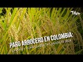 Paro arrocero en Colombia: causas y consecuencias | Agosto 2025 - TvAgro por Juan Gonzalo Angel