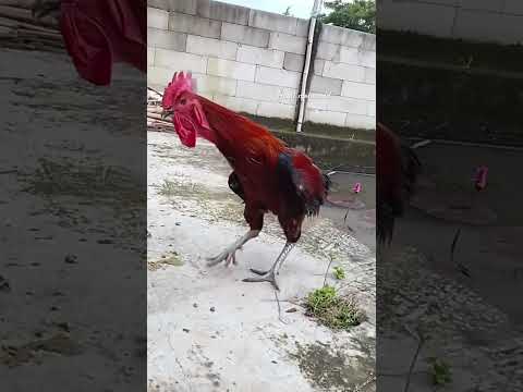 هكذا يكون الحال عندما تسهر للصباح اضحك من قلبك صباح الخير