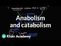 Overview of metabolism: Anabolism and catabolism | Biomolecules | MCAT | Khan Academy