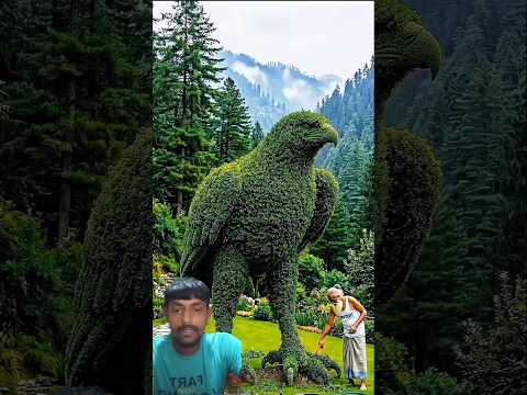 Unbelievable Transformation Eagle Topiary#transformation​#shorts​ #ytshorts​#Eagle​ #facts #comedy