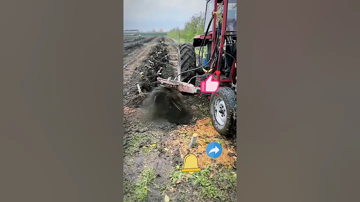 Orchard Variety Replacement - Tree Root Removal