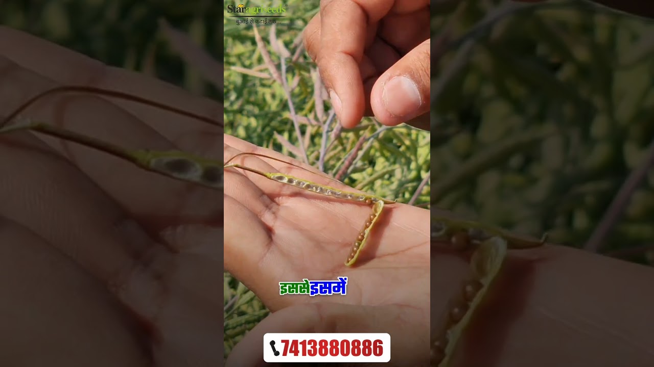 स्टार 10-15 सरसों की बेहतरीन किस्म🔥 Mustard Farming |