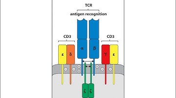 Chapter 5 T Cell Receptors and Antigen Recognition: MHC, Diversity, and Immune Specificity Explained