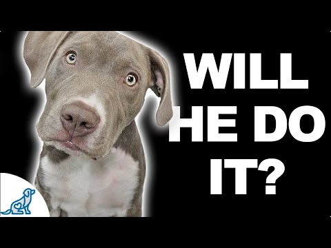 Video: Kaip išmokyti šuniuką sėdėti, pasilikti ir palaukti